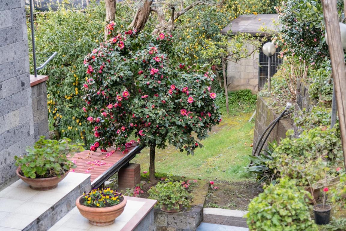 Sorrentovibes - Sea View Rooftop Apartment With Jacuzzi & Garden Exteriör bild